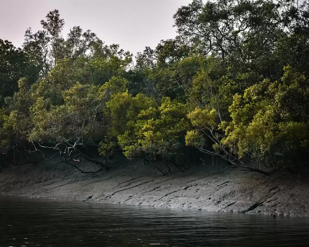 Photo of The Sundarban UNESCO