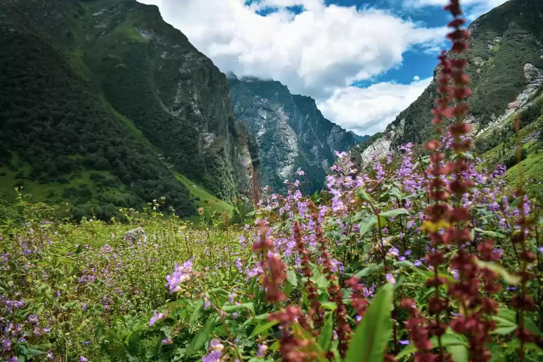Photo of The Flowery Meadow, 