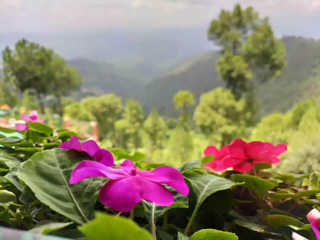 Photo of Ranikhet 'queen of m