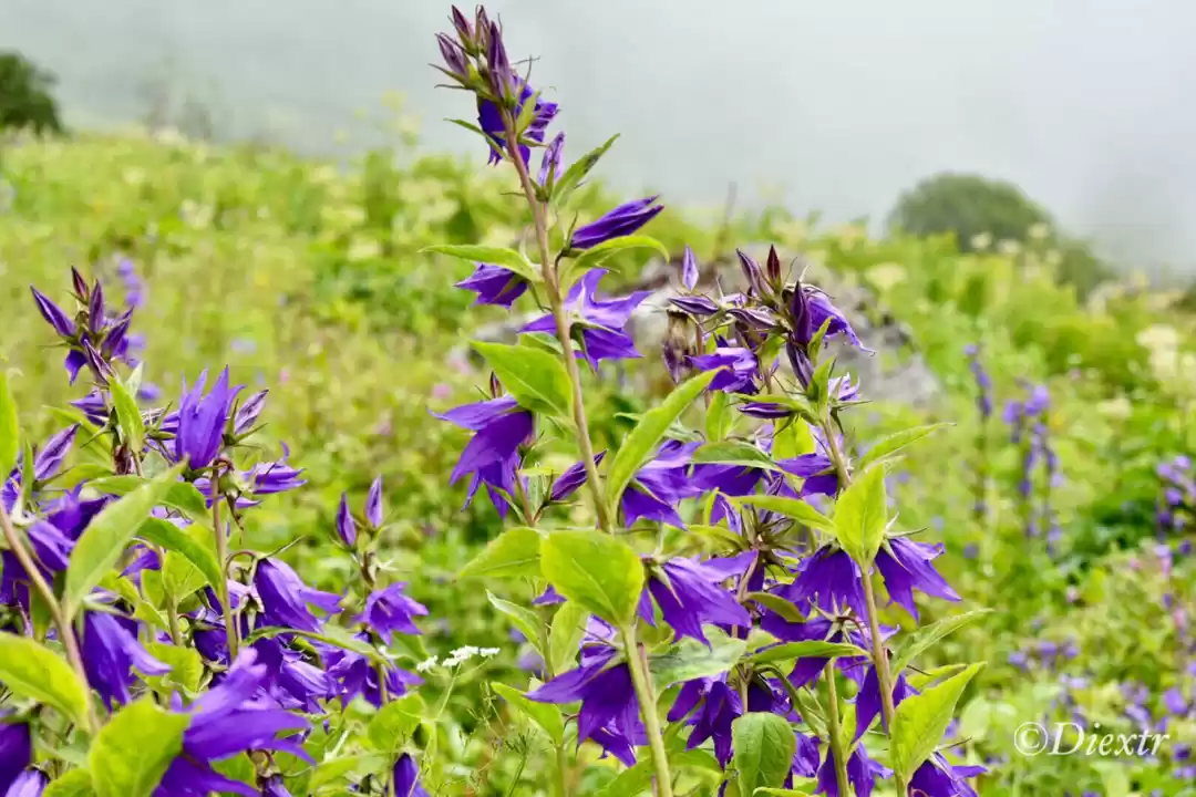 Photo of Flowers of India, Va