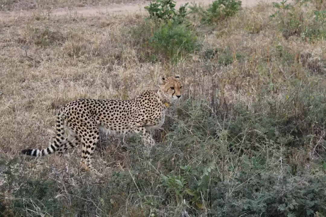 Photo of An animal lover's pa