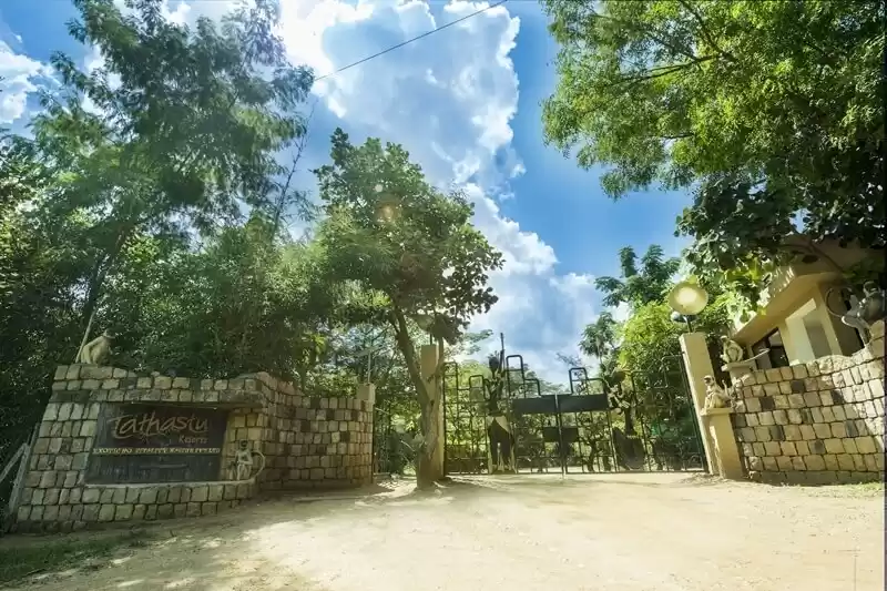 Photo of Mystical caves, Tree