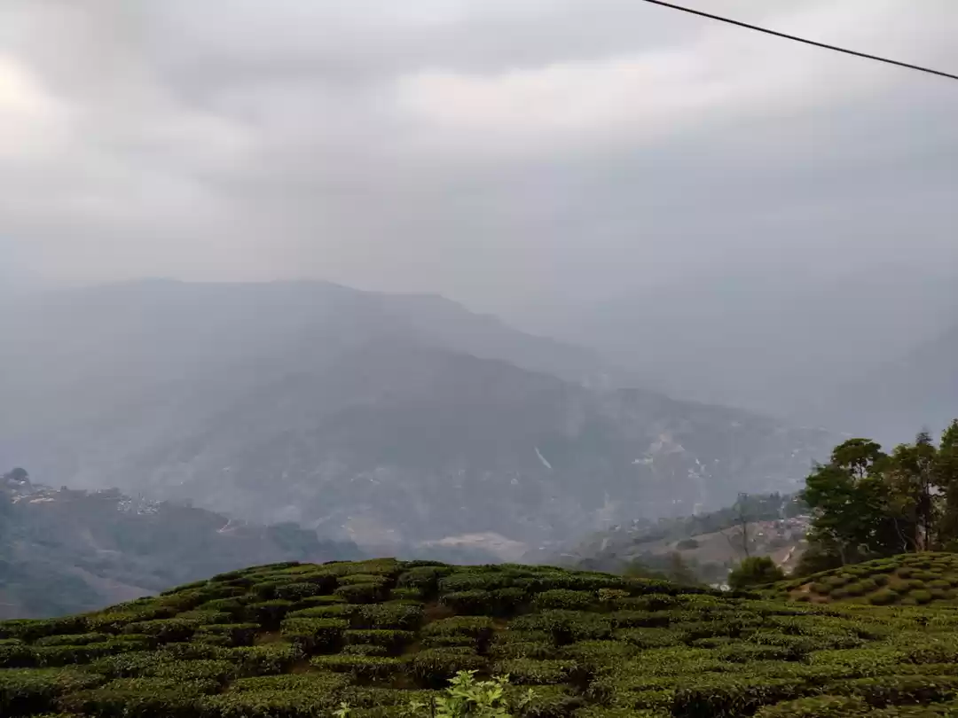 Photo of Amazing Tea garden .