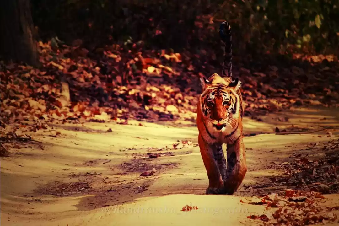 Photo of Jim Corbett..!! Safa