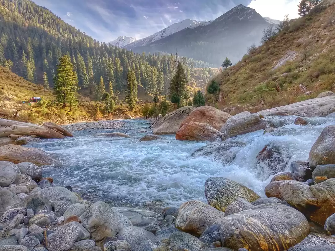 Photo of That dark forest tre