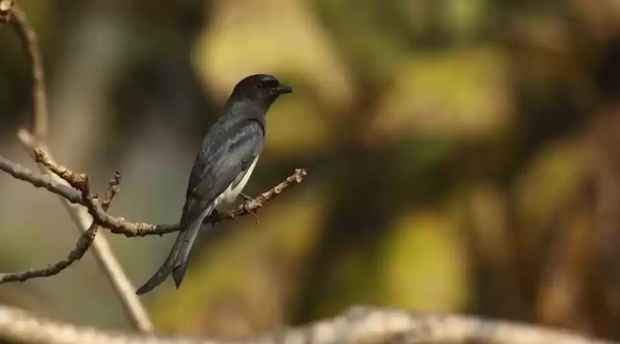 Photo of DISCOVER BIRD WATCHI