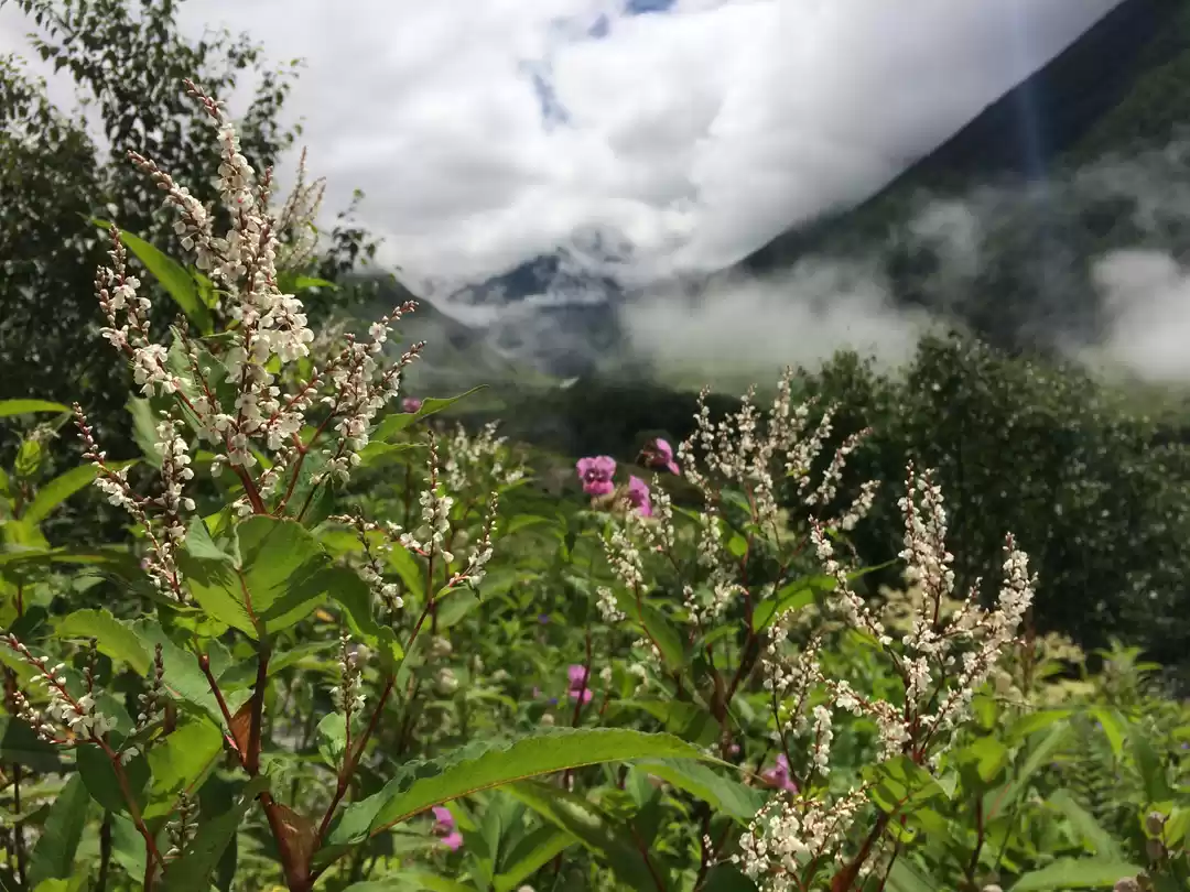 Photo of Trek to Paradise - V