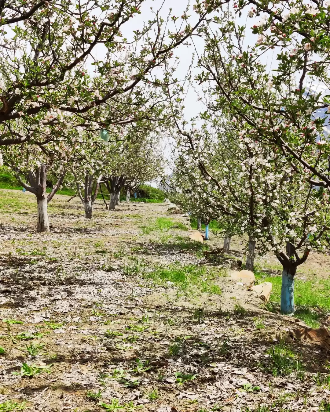 Photo of apple farming