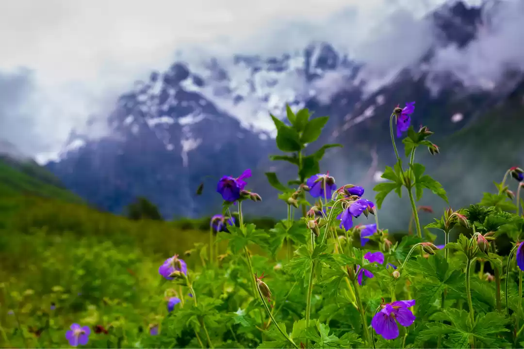 Photo of Valley Of Flowers Tr