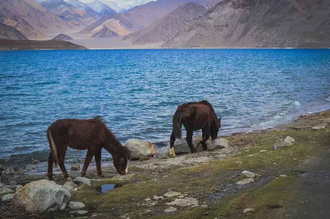 Photo of How to explore ladak