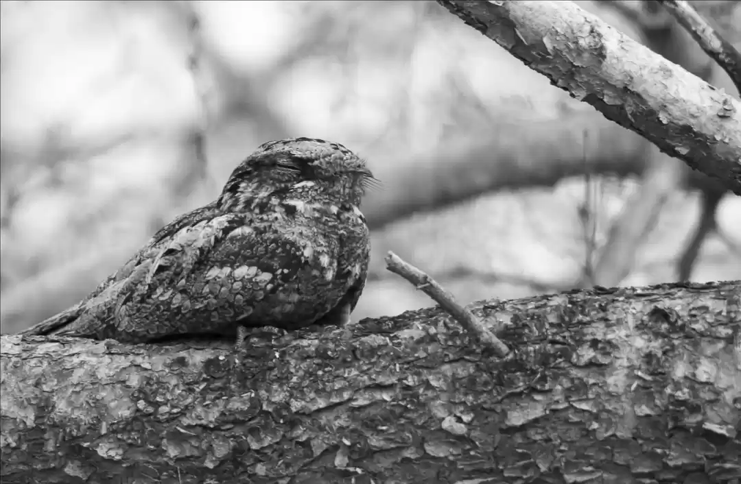 Photo of A wildlife experienc