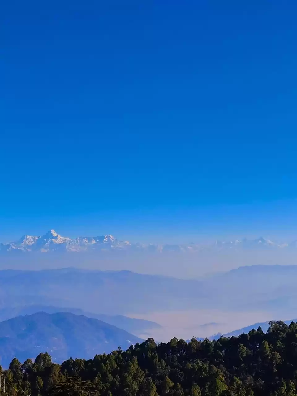 Photo of A Little #Himalayan 