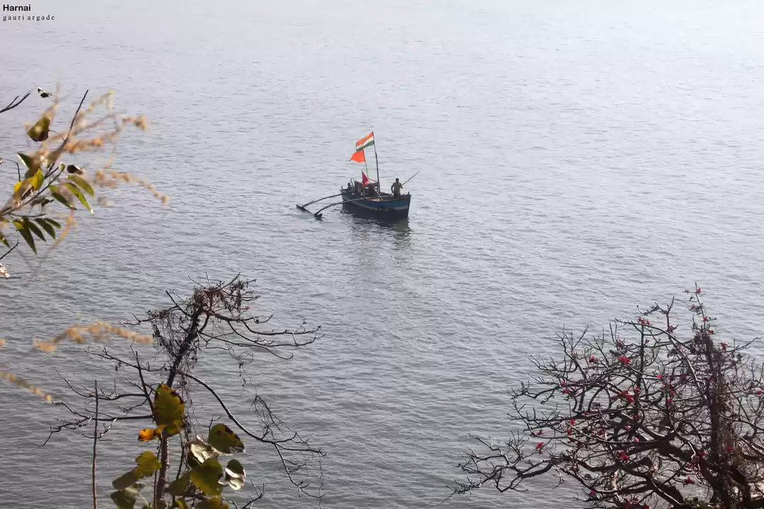 Photo of Velas Turtle Festiva