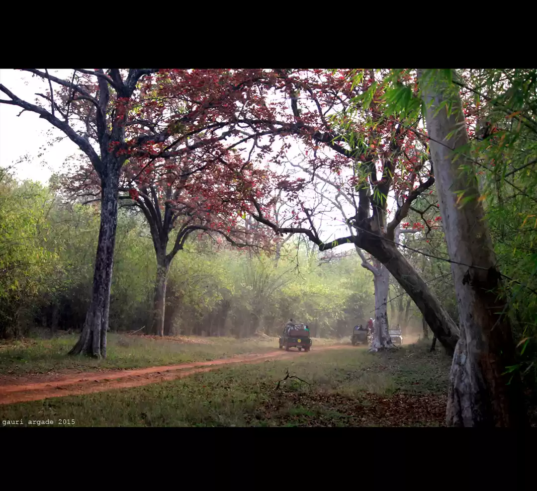 Photo of Tadoba National Park
