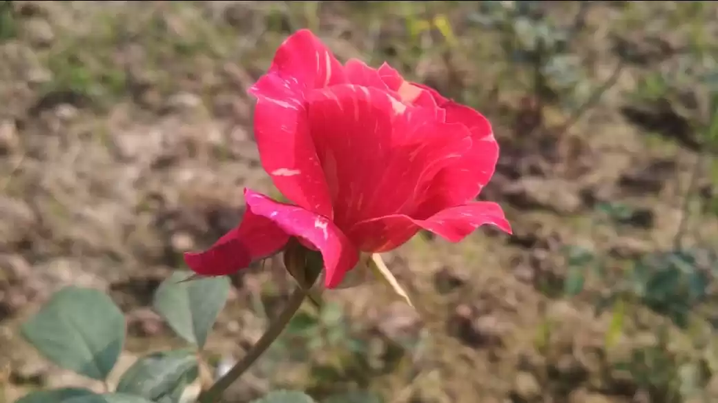 Photo of Zakir Hussain Rose G