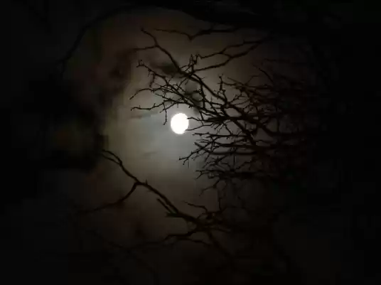 Photo of Shhhh! Don't Scream.