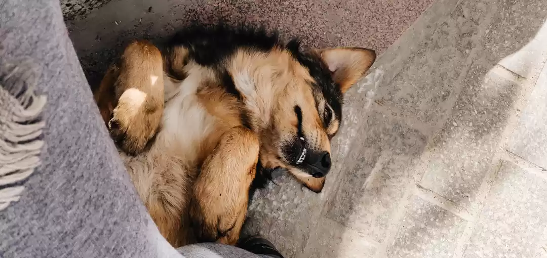 Photo of Rediscover Manali :