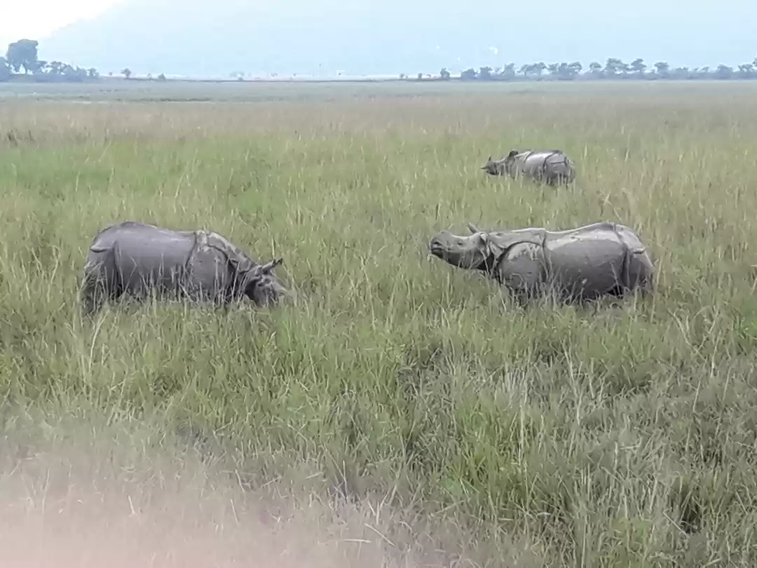 Photo of Watch wild Rhinocero