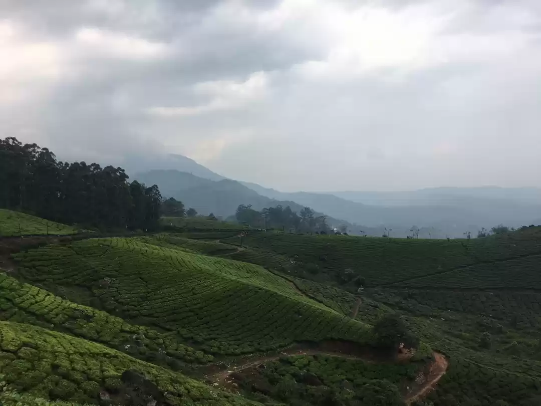 Photo of Munnar - a different