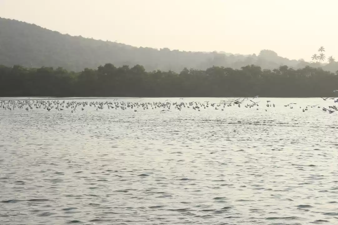 Photo of Ditch Goa - Go Tarka