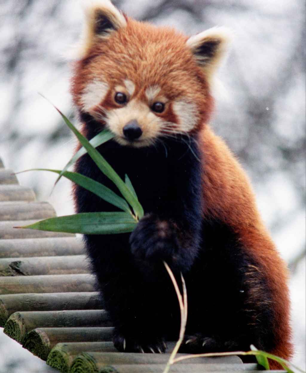 Where To See The Mysterious Red Panda In India | Tripoto