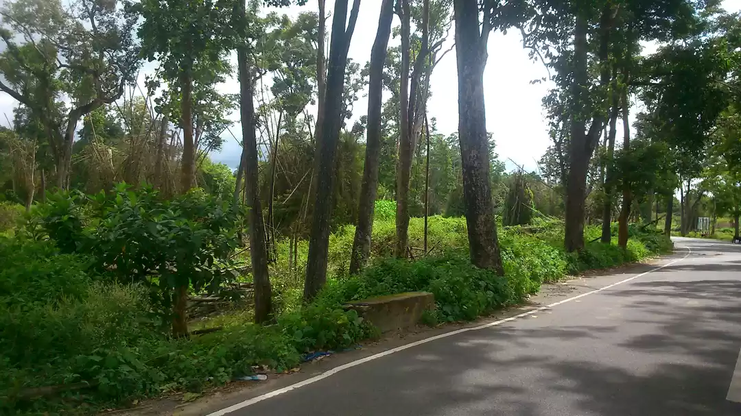 Photo of The Emerald Wayanad