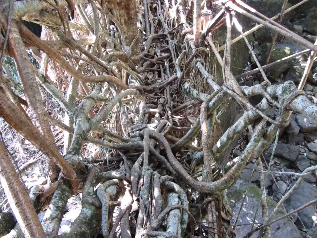 Photo of Mesmerising Mawlynnl