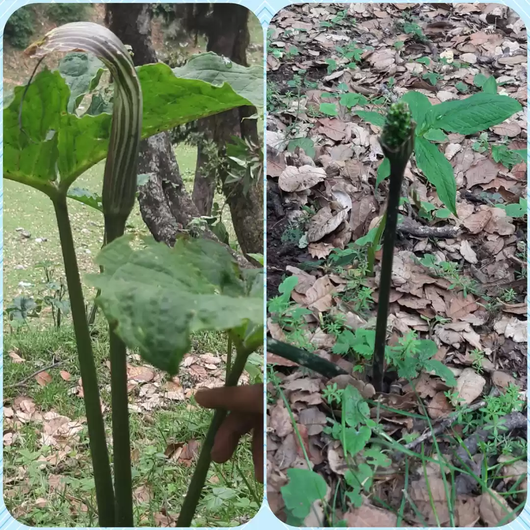 Photo of A non scary Cobra