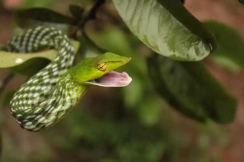 Photo of Herping in Agumbe (W