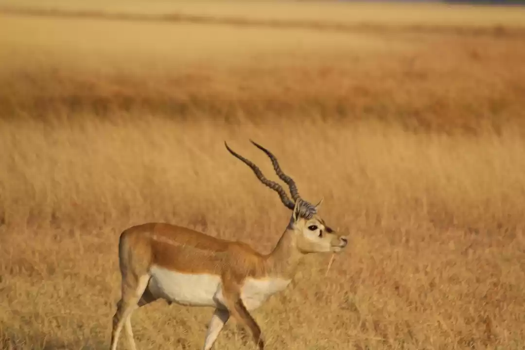 Photo of Black buck in abunda