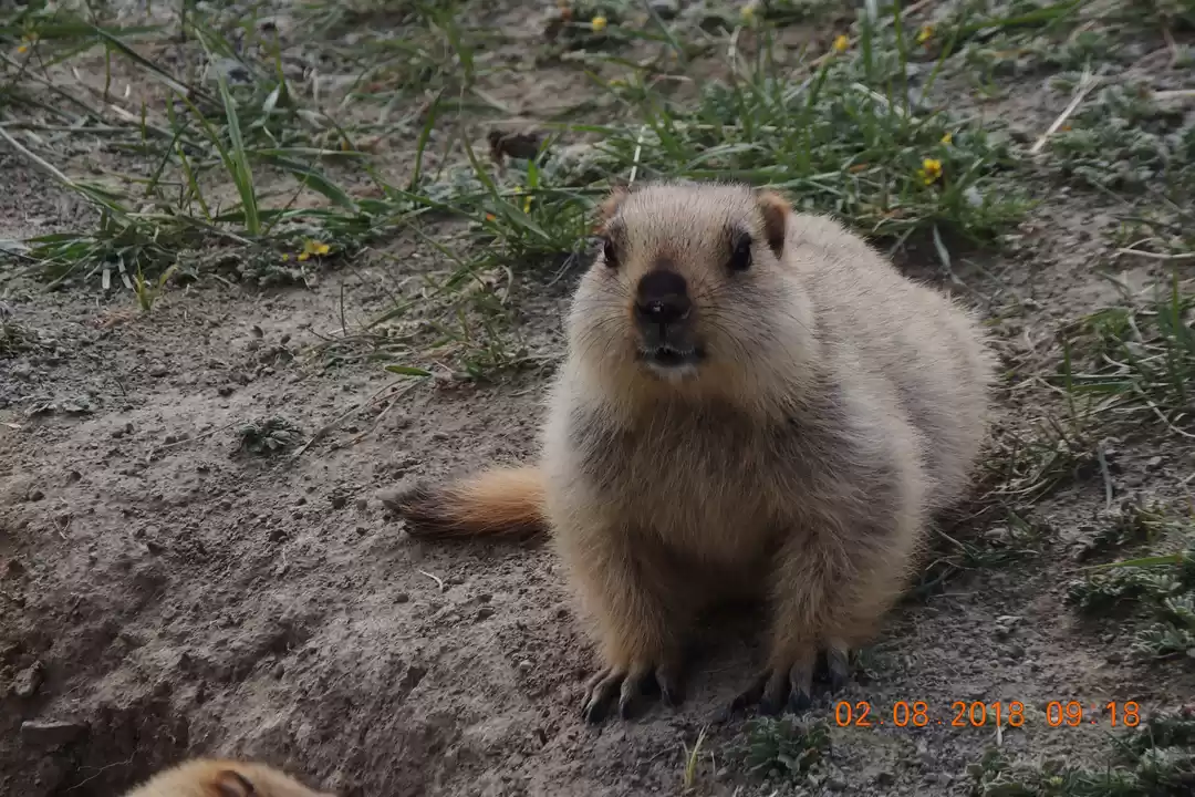 Photo of मिलिए बर्फीले इलाकों