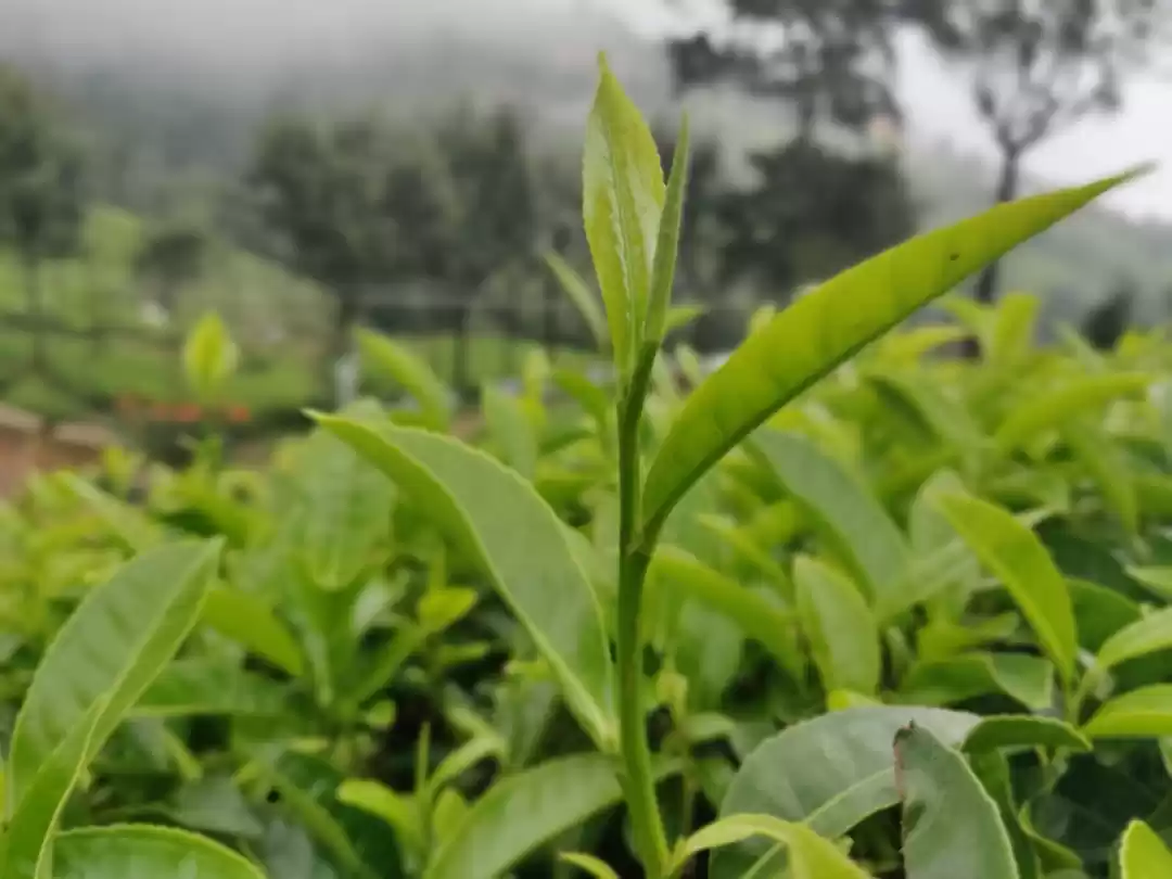 Photo of Ooty: More than just