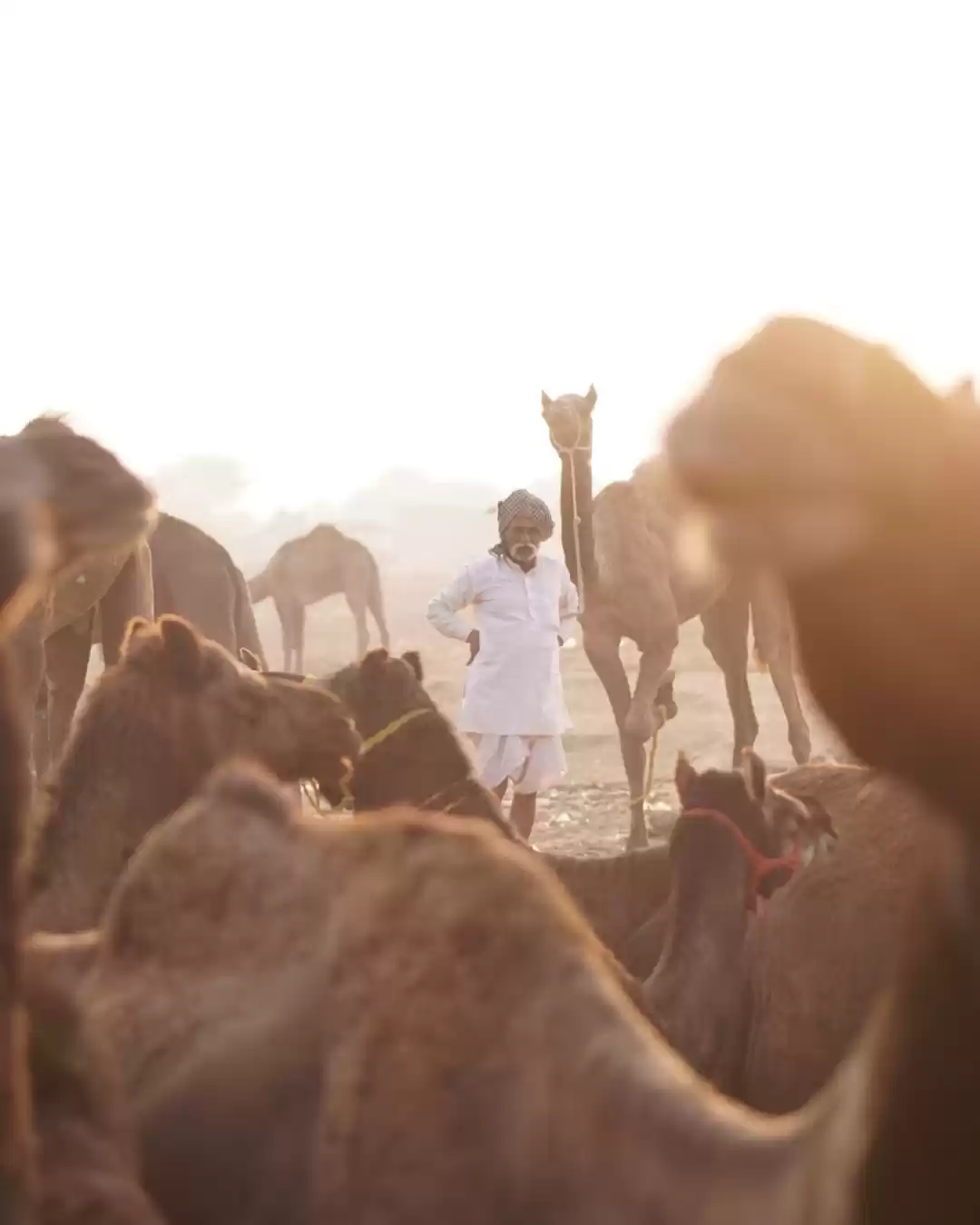 Photo of Pushkar Camel Fair #