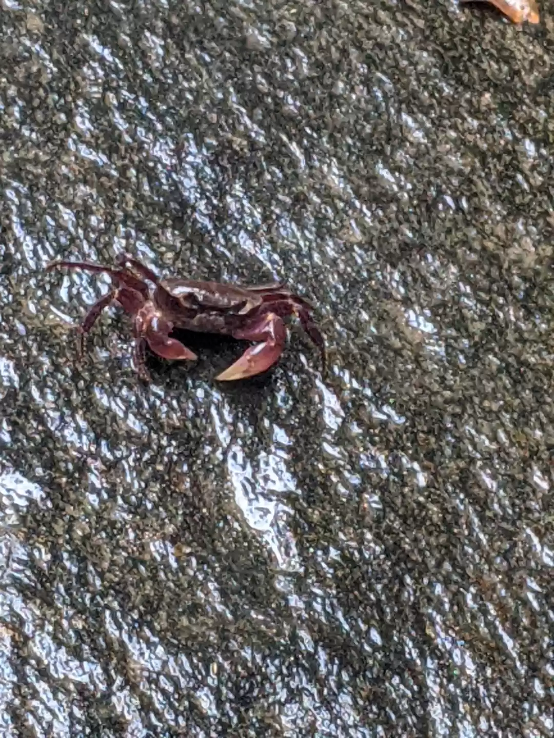 Photo of DHONI FALLS & TREK