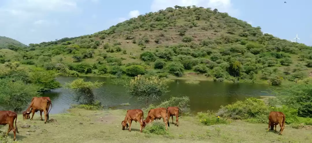 Photo of Hidden Beauty of Bha