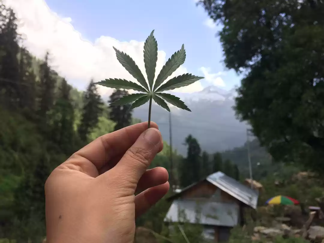 Photo of Trip To Trippy Tosh