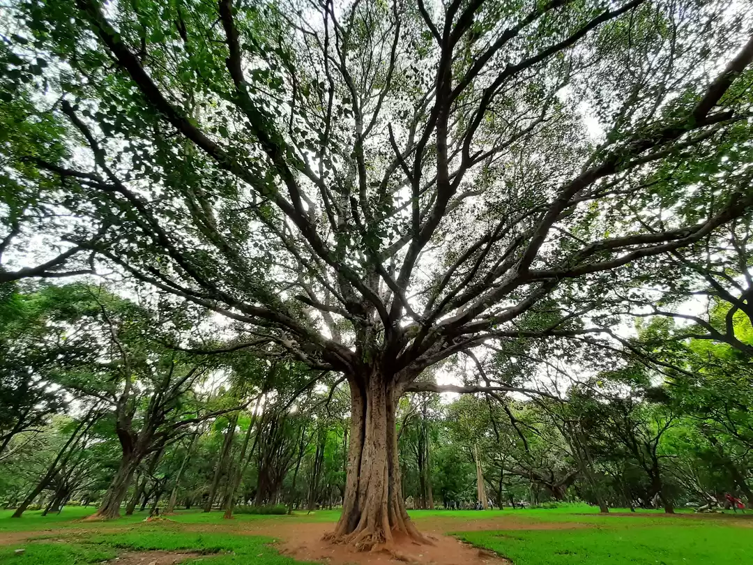 Photo of Green ‘lung’ at the 