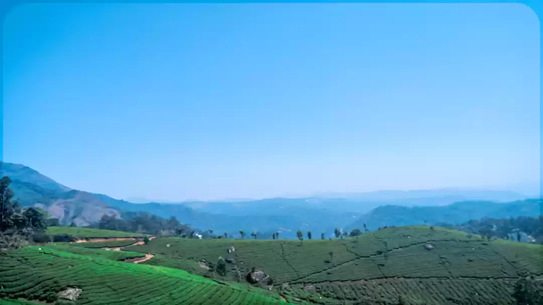Photo of Munnar tea plantatio