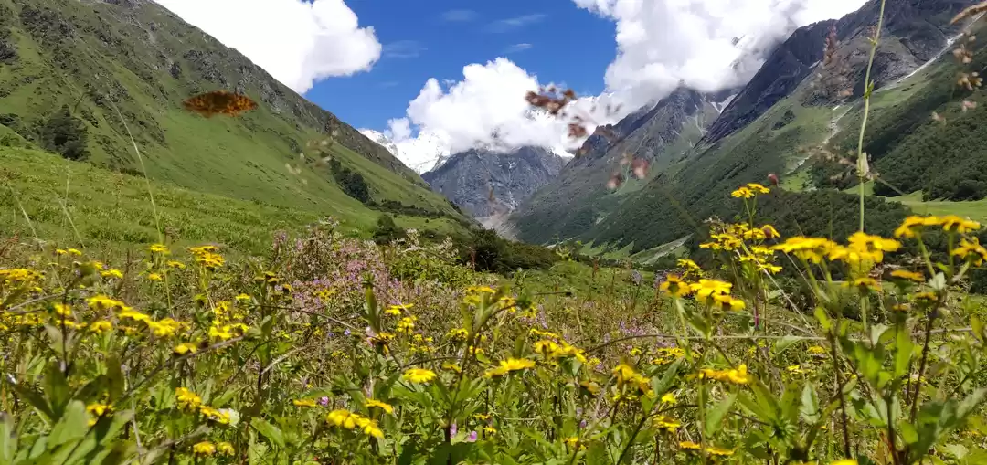 Photo of Valley of flowers Tr