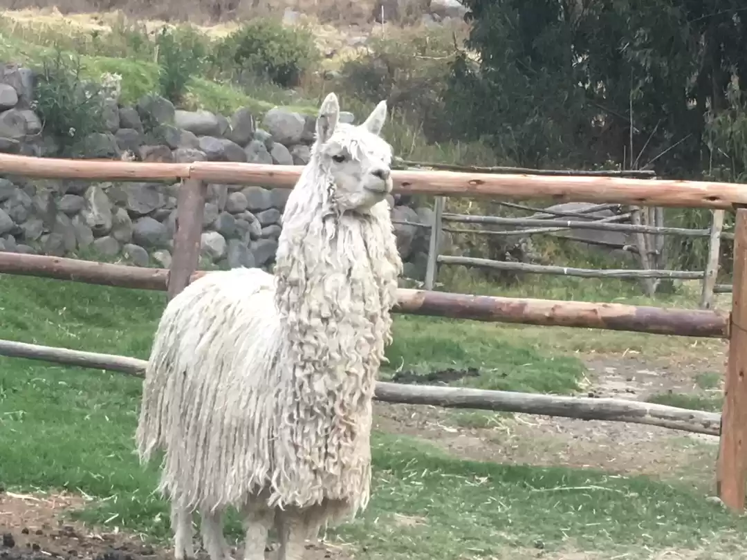 Photo of Peru: the Posh, the 