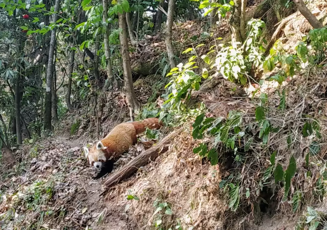 Photo of Darjeeling - A Culin