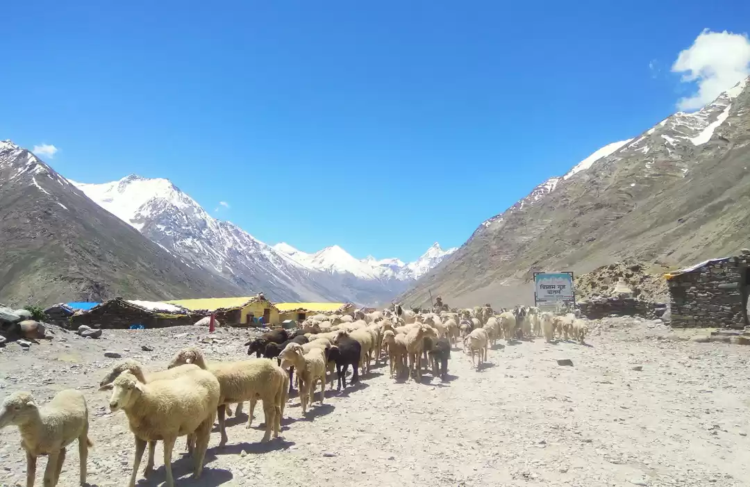 Photo of Batal - Chacha-Chach