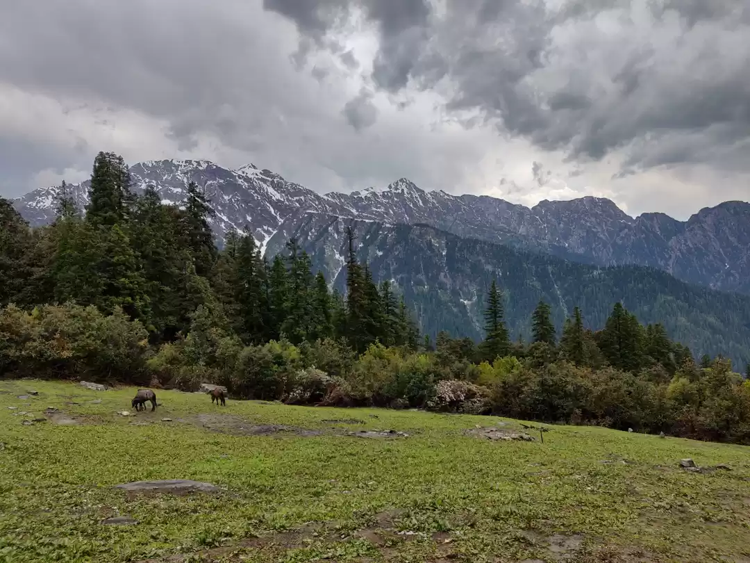 Photo of A White Bowl of Wand