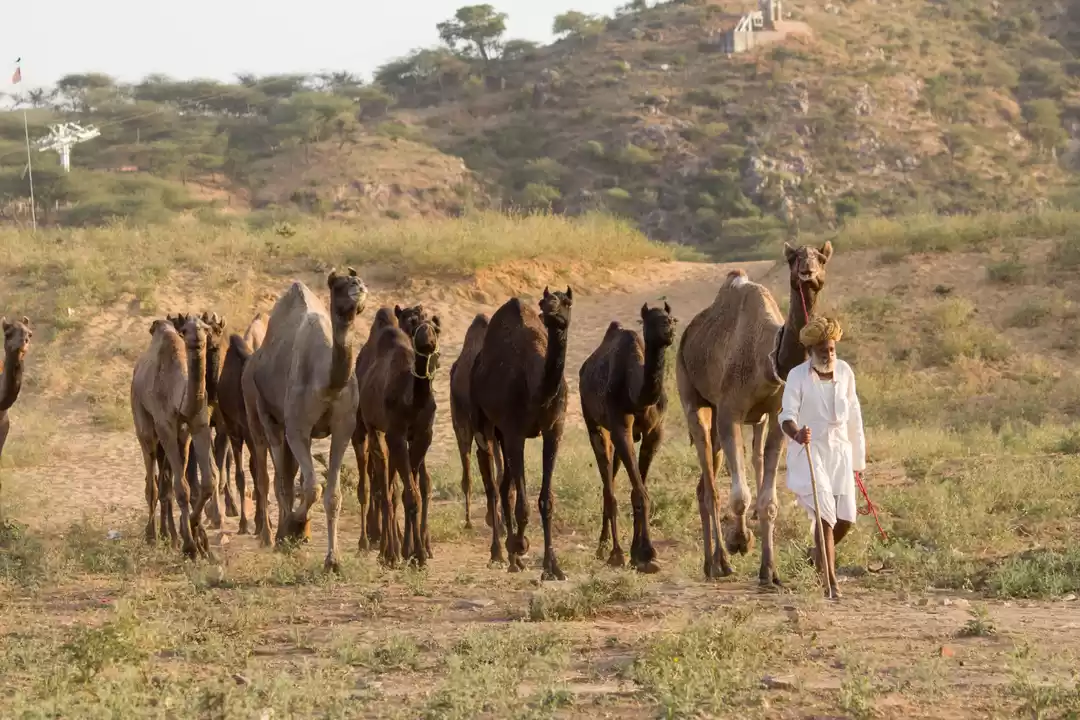 Photo of Pushkar Camelfair,Ra