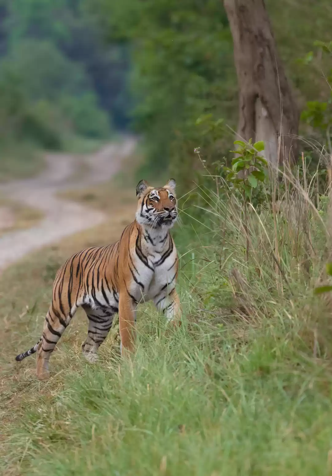 Photo of Jim Corbett National