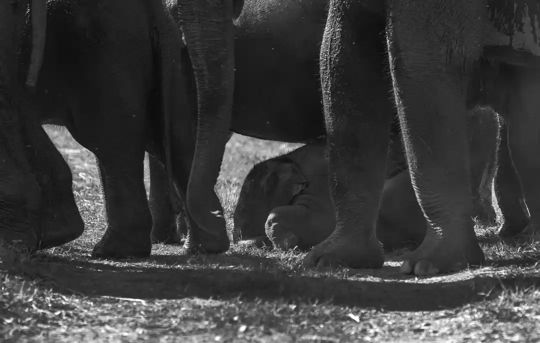 Photo of Corbett- The Land of