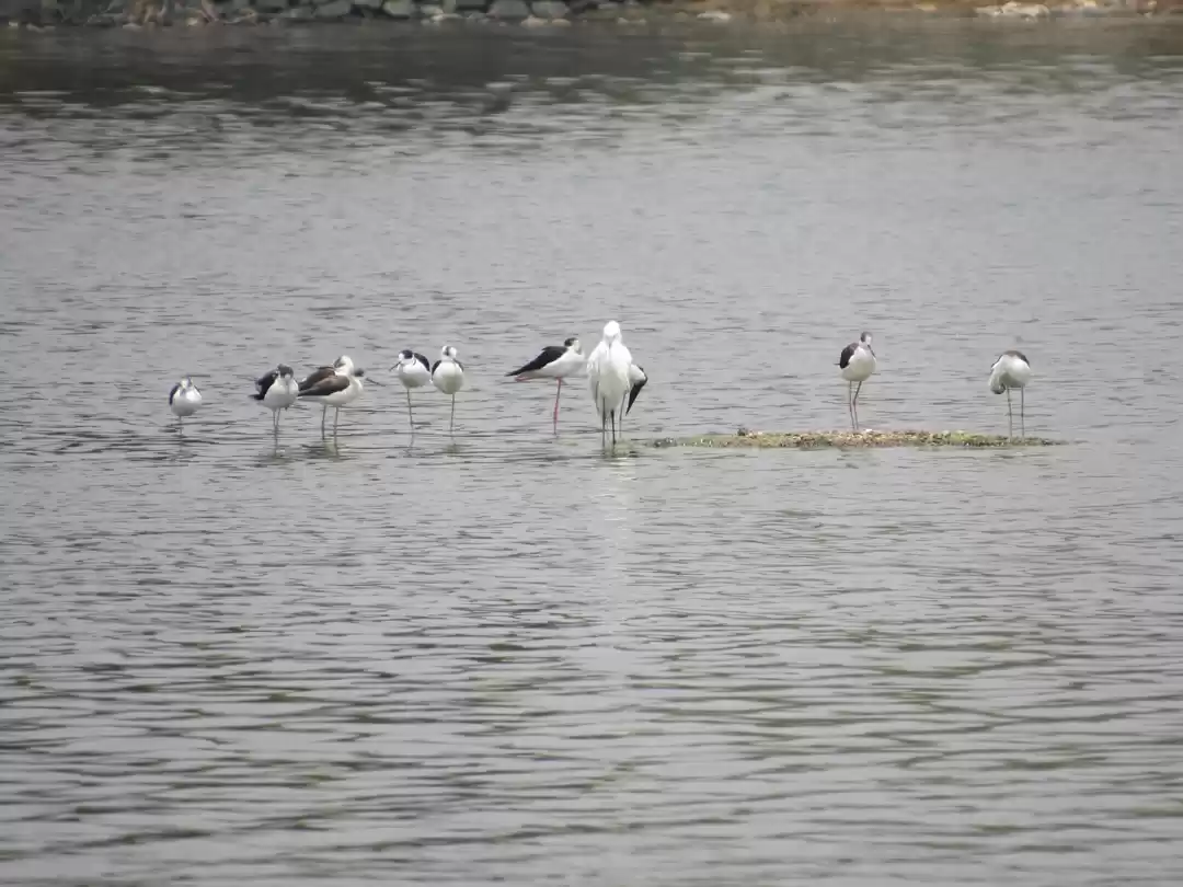 Photo of Rajasthan’s Sambhar 