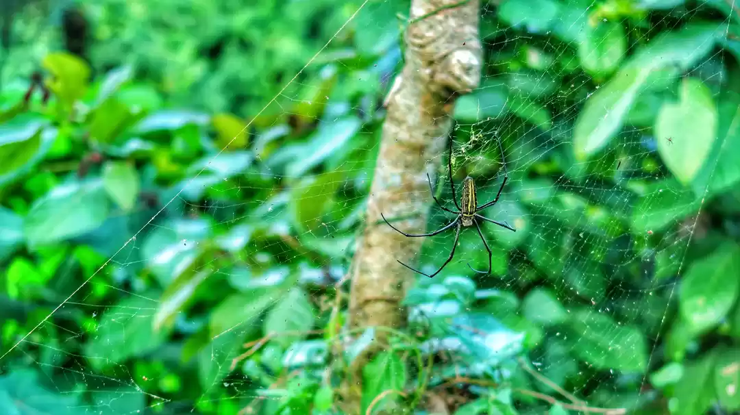 Photo of Spider capture at Te