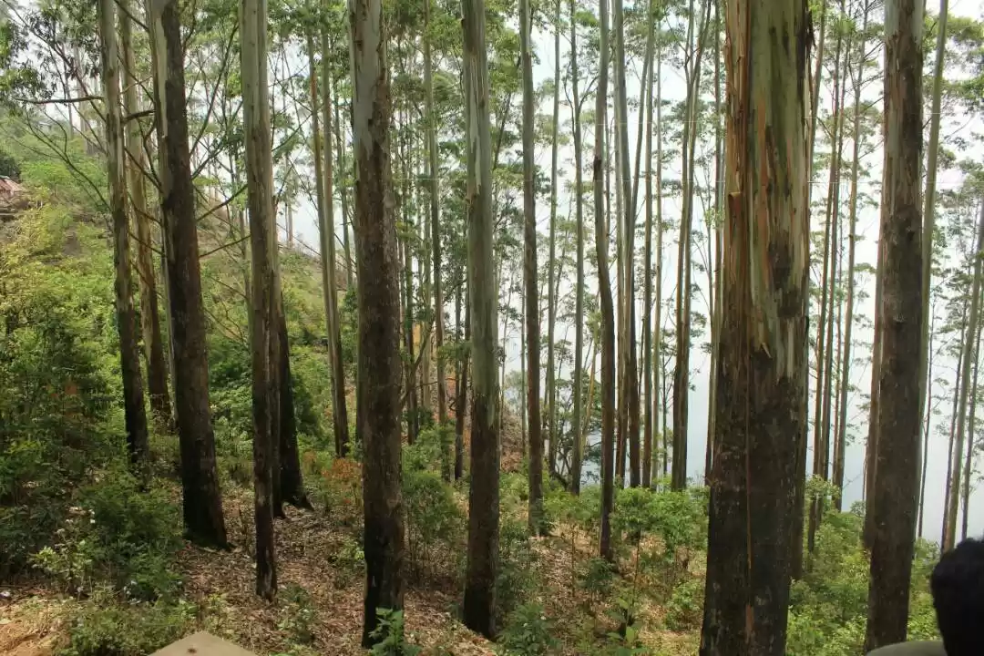 Photo of KODAI-The Real Getaw
