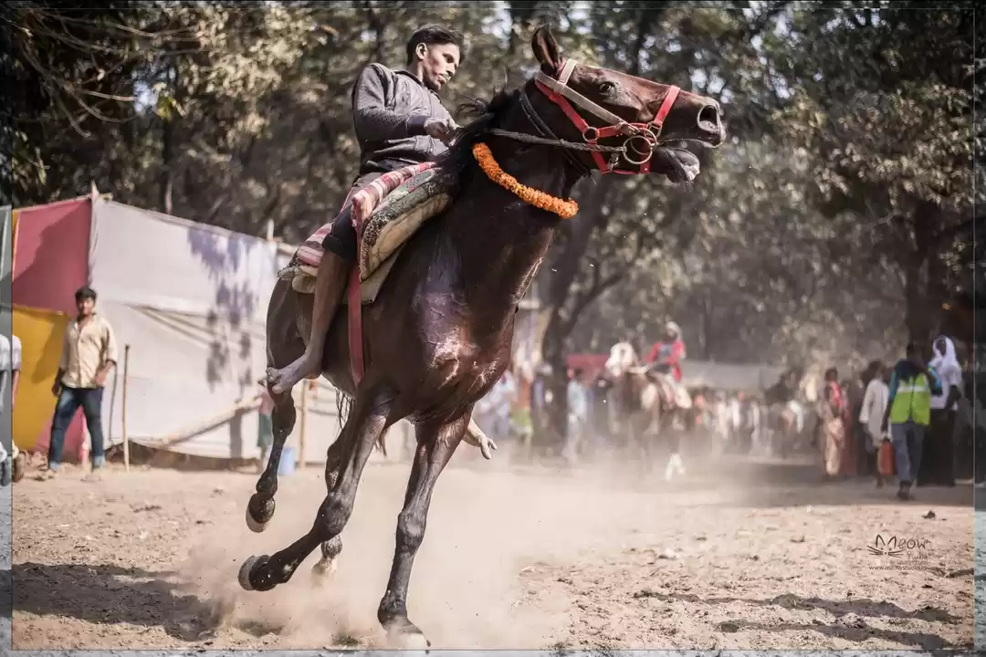Photo of Sonepur Mela Bihar